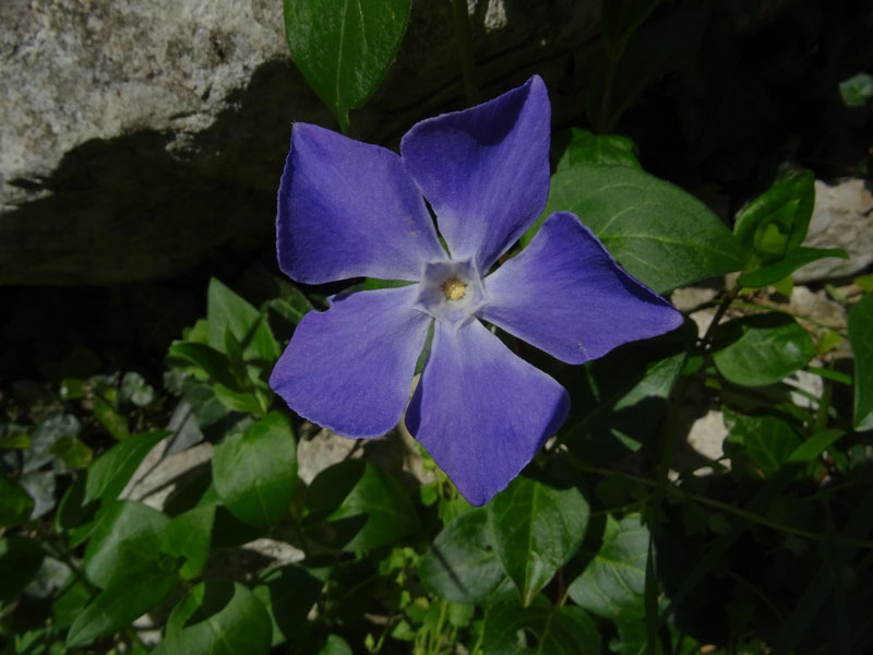 Vinca major (subsp. hirsuta?) - Apocynaceae